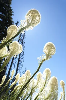 Bear Grass (Xerophyllum tenax), Mt. Hood National Forest, Oregon, USA Bear Grass (Xerophyllum tenax), Mt. Hood National Forest, Oregon, USA