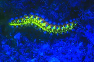 Bearded Fireworm (Hermodice carunculata), Underwater Fluorescence, Blue Heron Bridge Bearded Fireworm (Hermodice carunculata), Underwater Fluorescence, Blue Heron Bridge