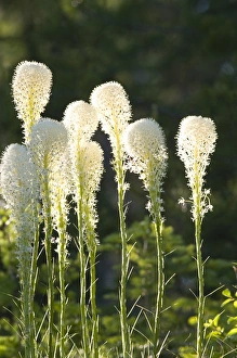 Beargrass bloom with backlighting in the Whitefish Range near Whitefish Montana Beargrass bloom with backlighting in the Whitefish Range near Whitefish Montana