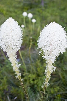 Beargrass blooms in the Whitefish Range in Montana Beargrass blooms in the Whitefish Range in Montana