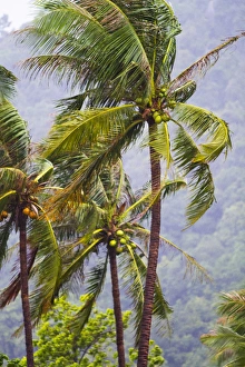 Beatiful palm trees sway in the breeze on Ko Phangan, Thailand Beatiful palm trees sway in the breeze on Ko Phangan, Thailand
