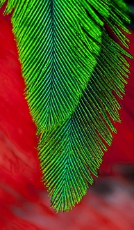 Beautiful feathers of the Resplendent Quetzal Beautiful feathers of the Resplendent Quetzal