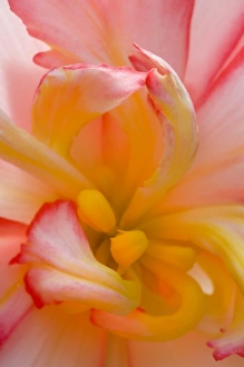 Nature Patterns Prints: Begonia close-up pattern