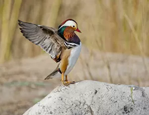 Alice Garland Collection: Beijing, China; Male Mandarin Duck flapping and drying wings on a rock