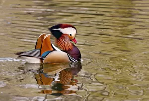 Alice Garland Collection: Beijing, China, Male mandarin duck swimming in pond