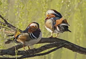 Alice Garland Collection: Beijing, China, Two Male Mandarin duck in a tree in the spring