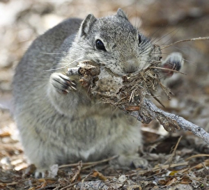 A Beldings ground squirrel gathers nesting material at Malheur National Wildlife Refuge A Beldings ground squirrel gathers nesting material at Malheur National Wildlife Refuge