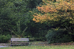 Bench. Fall colors Seattle Arboretum. Washington Bench. Fall colors Seattle Arboretum. Washington