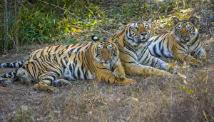 Bengal tigers, Bandhavgarh National Park, India Bengal tigers, Bandhavgarh National Park, India