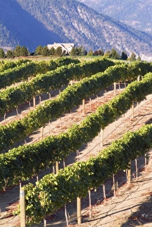 Benson Winery vineyard rolls down to Lake Chelan, Washington Benson Winery vineyard rolls down to Lake Chelan, Washington