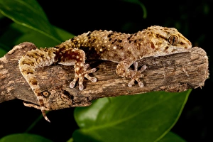 Bibrons Gecko, Pachydactylus bibroni, Native to Africa Bibrons Gecko, Pachydactylus bibroni, Native to Africa