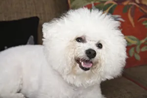 Bichon Frise dog lying on the couch looking happy. (PR) Bichon Frise dog lying on the couch looking happy. (PR)