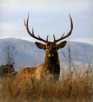 Big Elk with Large Rack of Horns National Bison Range Charlo Montana Big Elk with Large Rack of Horns National Bison Range Charlo Montana