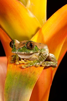 Big Eye Treefrog, Leptopelis vermiculatus, Native to Eastern Africa Big Eye Treefrog, Leptopelis vermiculatus, Native to Eastern Africa