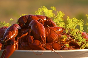 Big heap of traditional Swedish crayfish and dill on a plate against a nature background Big heap of traditional Swedish crayfish and dill on a plate against a nature background