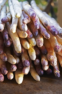 A big pile of white asparagus with violet tipped tip on a dark brown rusty iron table A big pile of white asparagus with violet tipped tip on a dark brown rusty iron table