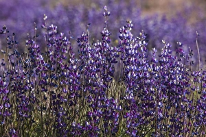 Big Pine Creek hillside, Eastern Sierra, California. Fields of flowering, purple lupine Big Pine Creek hillside, Eastern Sierra, California. Fields of flowering, purple lupine