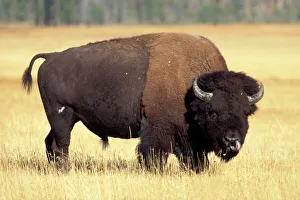 Prints of bison, Bison bison, bull in Yellowstone National Park, Montana Bison Prints: Yellowstone Bison Print