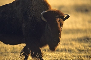 Bison bull at the National Bison Range in Moiese, Montana Bison bull at the National Bison Range in Moiese, Montana