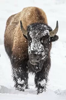 Bison Collection: Bison bull with snowy face in Yellowstone National Park, Wyoming, USA