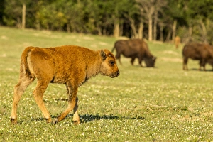 Bison calf at Theodore Roosevelt National Park, North Dakota, USA Bison calf at Theodore Roosevelt National Park, North Dakota, USA