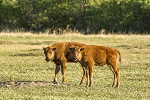 Bison calves at play in Theodore Roosevelt National Park, North Dakota, USA Bison calves at play in Theodore Roosevelt National Park, North Dakota, USA