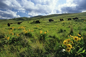 Bison graze on hills in the National Bison Range near Moiese Montana Bison graze on hills in the National Bison Range near Moiese Montana