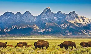 Bison Passage, Teton Front Range and Flowering Sage at Sunrise, Antelope Flats, Grand Bison Passage, Teton Front Range and Flowering Sage at Sunrise, Antelope Flats, Grand