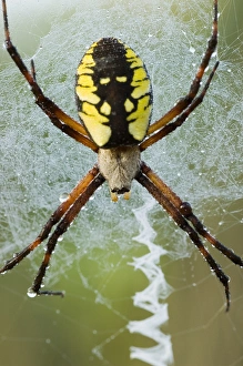 Black-and-yellow argiope, Argiope aurantia, Unionville, Ontario, Canada Black-and-yellow argiope, Argiope aurantia, Unionville, Ontario, Canada
