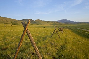 Black angus cattle graze near fenceline and gravel road on the Rocky Mountain Front Black angus cattle graze near fenceline and gravel road on the Rocky Mountain Front