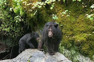 Anan Creek Collection: Black bear cub following its mama at Anan Creek