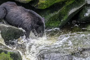Anan Creek Collection: Black Bear, Salmon run, Anan Creek, Wrangell, Alaska, USA