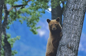 Black Bear sow in Tree in Glacier National Park in Montana Black Bear sow in Tree in Glacier National Park in Montana