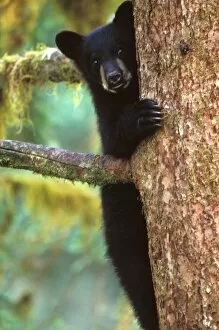 Anan Creek Collection: black bear, Ursus