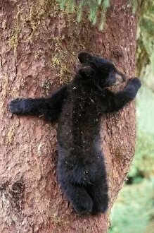 Anan Creek Collection: black bear, Ursus americanus, cub in tree, Anan Creek, Tongass National Forest, southeast