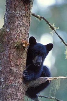 Anan Creek Collection: black bear, Ursus americanus, cub in a tree along Anan Creek, Tongass National Forest