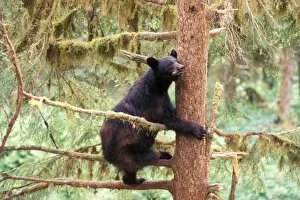 Anan Creek Collection: black bear, Ursus americanus, sow in tree, Anan Creek, Tongass National Forest, southeast