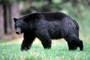 black bear, Ursus americanus, walking in the rainforest, Olympic National Park black bear, Ursus americanus, walking in the rainforest, Olympic National Park