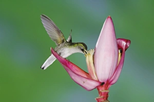 Black-bellied Hummingbird, Eupherusa nigriventris, female feeding on Ornamental Banana plant flower Black-bellied Hummingbird, Eupherusa nigriventris, female feeding on Ornamental Banana plant flower