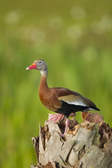 Black-bellied Whistling Duck on cabbage palm, Dendrocygna autumnalis, Viera wetlands Black-bellied Whistling Duck on cabbage palm, Dendrocygna autumnalis, Viera wetlands