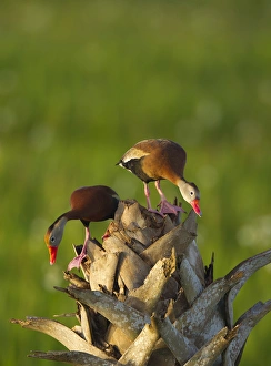 Black-bellied Whistling Duck pair on cabbage palm, Dendrocygna autumnalis, Viera wetlands Black-bellied Whistling Duck pair on cabbage palm, Dendrocygna autumnalis, Viera wetlands