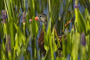 Black-bellied Whistling Duck in pickerel weed, Dendrocygna autumnalis, Viera wetlands Black-bellied Whistling Duck in pickerel weed, Dendrocygna autumnalis, Viera wetlands