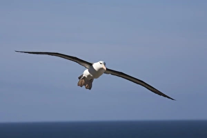 A Black-browed albatross sores around the largest colony of black-browed albatross in A Black-browed albatross sores around the largest colony of black-browed albatross in