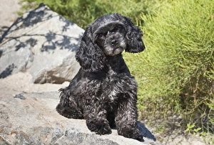 A black Cockapoo dog sitting on some boulders A black Cockapoo dog sitting on some boulders