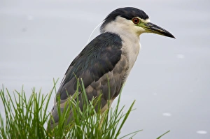 Black-crowned night heron, Los Angeles, California Black-crowned night heron, Los Angeles, California