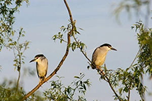 Black-crowned Night Heron (Nycticorax nycticorax) in the Danube Delta, a UNESCO world heritage Black-crowned Night Heron (Nycticorax nycticorax) in the Danube Delta, a UNESCO world heritage