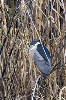 Black-crowned Night-Heron sits on perch at Santee Lakes in San Diego CA Black-crowned Night-Heron sits on perch at Santee Lakes in San Diego CA