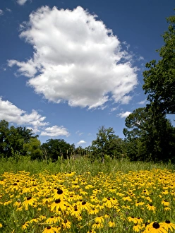 Black-eyed susan, Morton Arboretum, Chicago, IL Black-eyed susan, Morton Arboretum, Chicago, IL