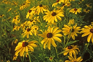 Black Eyed Susans Wildflowers at Neil Smith NWR in Iowa Black Eyed Susans Wildflowers at Neil Smith NWR in Iowa