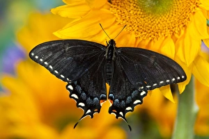 Black form of Eastern Tiger Swallowtail Butterfly, Papilio glaucus Black form of Eastern Tiger Swallowtail Butterfly, Papilio glaucus